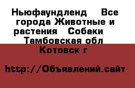 Ньюфаундленд  - Все города Животные и растения » Собаки   . Тамбовская обл.,Котовск г.